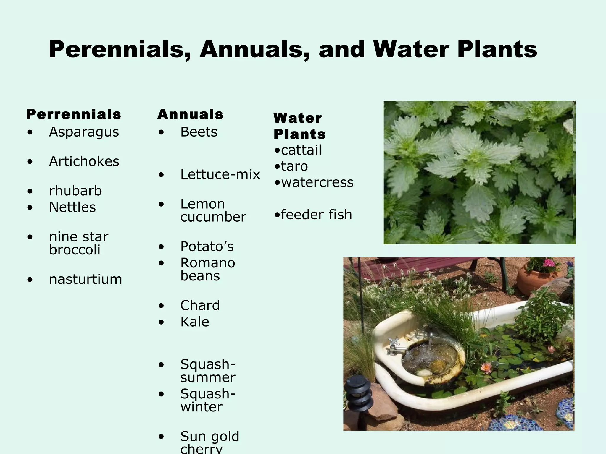 Perennials, Annuals, and Water Plants Perrennials Asparagus  Artichokes  rhubarb Nettles  nine star broccoli  nasturtium Annuals Beets  Lettuce-mix  Lemon cucumber  Potato’s  Romano beans  Chard Kale  Squash- summer Squash- winter  Sun gold cherry tomatoes Basil Water Plants cattail  taro watercress  feeder fish 