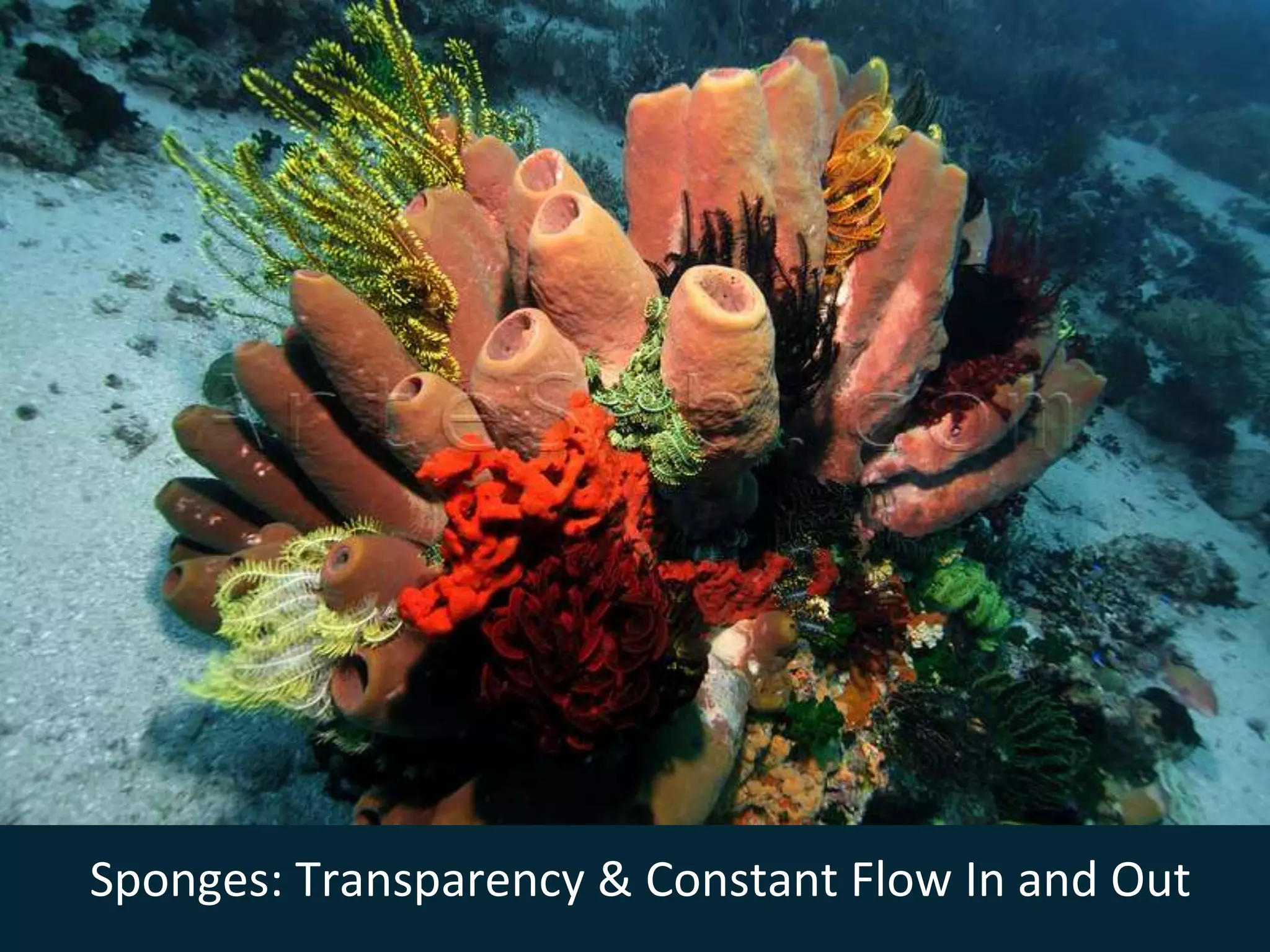 Sponges: Transparency & Constant Flow In and Out
 