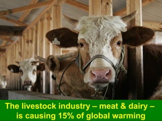 Guy Dauncey 2013
www.earthfuture.com
The livestock industry – meat & dairy –
is causing 15% of global warming
 