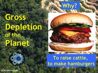 Guy Dauncey 2013
www.earthfuture.com
Gross
Depletion
of the
Planet
Why?
To raise cattle,
to make hamburgers
 