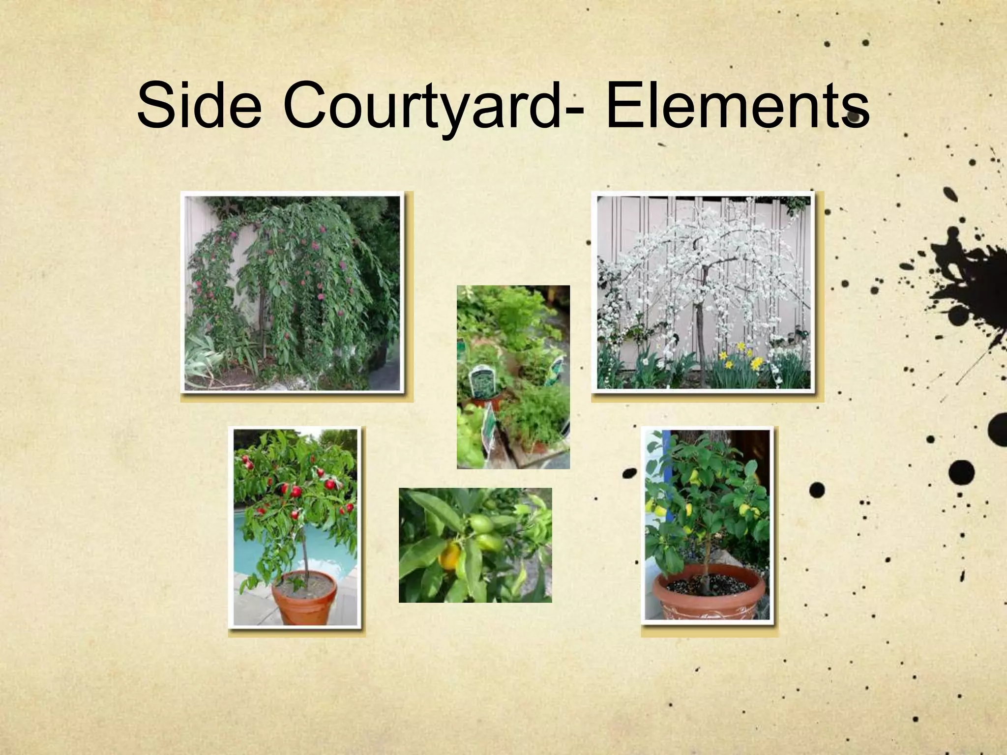Side Courtyard- Elements