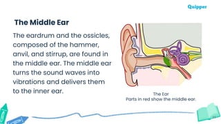 11
The Middle Ear
The Ear
Parts in red show the middle ear.
The eardrum and the ossicles,
composed of the hammer,
anvil, and stirrup, are found in
the middle ear. The middle ear
turns the sound waves into
vibrations and delivers them
to the inner ear.
 