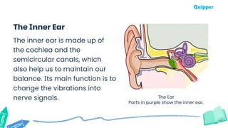 12
The Inner Ear
The Ear
Parts in purple show the inner ear.
The inner ear is made up of
the cochlea and the
semicircular canals, which
also help us to maintain our
balance. Its main function is to
change the vibrations into
nerve signals.
 