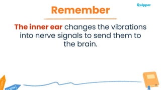 Remember
28
The inner ear changes the vibrations
into nerve signals to send them to
the brain.
 