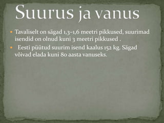  Tavaliselt on sägad 1,3–1,6 meetri pikkused, suurimad
 isendid on olnud kuni 3 meetri pikkused .
 Eesti püütud suurim isend kaalus 152 kg. Sägad
 võivad elada kuni 80 aasta vanuseks.
 