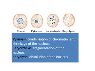 Pyknosis Rbc SGA .pptx materi al for group discussion | PPTX