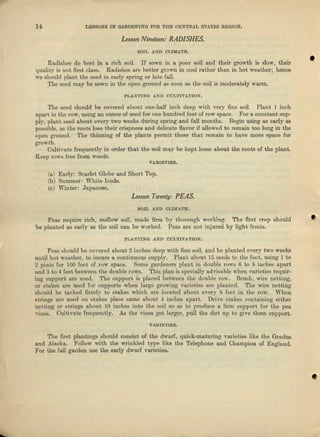 14 LESSONS IN GARDENING FOR THE CENTRAL STATES REGION.
Les,on Ntneuen: RADISHES.
SOIL A.ND OLl1Jf.ATE.
Radishes do best in n. rioh soil. If sown in Il, poor soil and their growth is slow) their
quality is not firat class. Radishes are better grown in cool rather than in hot weather; hence
we should plant the seed in early spring or late fall.
The seed may be sown in the open ground as soon as the soil is moderately warm.
PLAh'TING .AND OULTIVATION".
•
The seed should be covered about one-half inch deep with very fine soil. Plant 1 inch
apart in tho 1'0.,., using an ounce of seed for one hundred feet of row space. For a constant sup-
ply, plant seed about every two weeks during spring and fall months. Begin using 8S early as
possible, us the roots lose their crispness and delicate flavor if allowed to remain too long in the
open ground. The thinning of the plants permit those that remain to have more space for
growth.
Cultivate frequently in order that the soil may be kept loose about the roots of the plant.
Keep rows free from weeds.
VARIJ.;TI:ES.
(0.) Early: Scarlet Globe and Short Top,
(b) Summer: White Icicle.
(c) Winter; Japanese.
Lesson Twenty: PEAS.
BOlL AND QLDIATE.
Peas require rich, mellow soil, made firm by thorough working. The first crop should
be planted IlS early as the soil can be worked. Peas are not injured by light frosts.
PLANTING Al'.'D OULTIVATION.
Pens should be covered about 2 inches deep with fine soil, Rod be planted every two weeks
until hot weather, to insure a continuous supply. Plant about 15 seeds to the foot, using 1 to
2 pints for 100 feet of. row space. Some gardeners plunt in double rows 6 to 8 inches apart
find 3 to 4 feet between the double rows. Ttiis plan is specially advienble when varieties requir-
ing support are used. The support is placed between the double row. Brush, wire netting,
or stakes arc used for supports when large growing vaeietiea nre planted. The wire netting
should be tacked firmly to stakes which are located about every 8 feet in the row. When
strings are used on stakes place same about 4 inches Itl)art, Drive stakes containing either
netting or strings about 10 inches into the soil so as to produce a finn support for the pen.
vines. Cultivate frequently. As the vines get larger, pull the dirt up to give them support.
VARIETIES.
The first plantings should consist of the dwarf, quick-maturing varieties like the Gradus
and Alaskn., Follow with the wrinkled type like the Telephone and Champion of England.
For the fall garden use the early dwarf varieties.
•
 