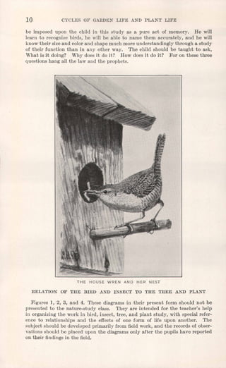 10 CYCLES OF GARDEN LIFE AND PLANT LIFE
be imposed upon the child in this study as a pure act of memory. He will
learn to recognize birds, he will be able to name them accurately, and he will
know their size and color and shape much more understandingly through a study
of their function than in any other way. The child should be taught to ask,
What is it doing? Why does it do it? How does it do it? For on these three
questions hang all the law and the prophets.
THE HOUSE WREN AND HER NEST
RELATION OF THE BIRD AND INSECT TO THE TREE AND PLANT
Figures 1, 2, 3, and 4. These diagrams in their present form should not be
presented to the nature-study class. They are intended for the teacher's help
in organizing the work in bird, insect, tree, and plant study, with special refer-
ence to relationships and the effects of one form of life upon another. The
subject should be developed primarily from field work, and the records of obser-
vations should be placed upon the diagrams only after the pupils have reported
on their findings in the field.
 