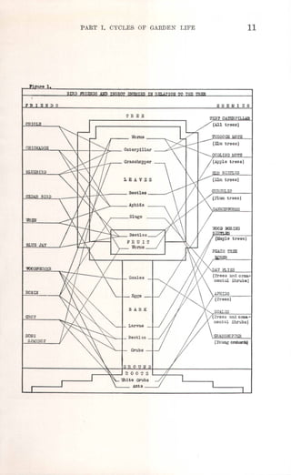1'1 e 1.
FRIENDS
PART 1. CYCLES OF GARDEN LIFE 11
ORIOLE
ENEMIES
CHICKADEE
CEDAR BIRD
BLUE JAY
'9OODPIDKER
ROBL'i
ORO,
SONG
SPA:>30:V
 