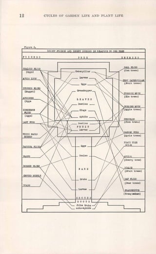 12 CYCLES OF GARDEN LIFE AND PLe.NT LIFE
Figure 2.
CllALCIS FLBS
GALL FLIES
FRIENDS ~nEE 'ENEMIES
(Eggs)
(Oak trees)
AP!lIS LION
SYRPHUS FLIES
(Maggot)
APHIDIUS
(Eggs
ICIlNEUI.lON
FLIES
(Eggs)
LADY BUGS
',VIlITE FACED
HORNET
rACHINA FLrE
WASPS
tree)
TOADS
 