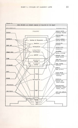 PART 1. CYCLES, OF GARDEN LIFE 13
Fi e 3.
FRIENDS ENEMIES
BIRD ffiIENDS AlID INSECT ;,;r=I~ III RELk"CION TO ~lIE PLAl/T
ORIOLE
OABBAGE MCTH
',VOODPFDKZR
(Cabbage Plant)
HESSIAN FLY
Larvae of Flaxseeds
(Wheat)
POTATO BEETLEBlUEBIRD
(Rltato Plant l
BLUE JAY
CEDAR BIRD
WREIf
CHICKADEE
CR071
ROBIN
BOB WHITE
AN~S A!Q APHIDS
(corn)
 