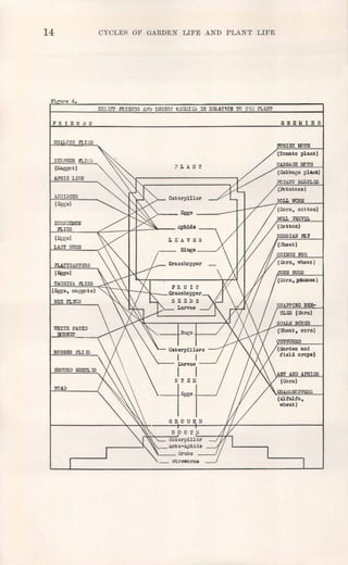 14 CYCLES OF GARDEN LIFE AND PLANT LIFE
Fi r-e 4.
FRIEl1ilS ENEMIES
nrs~C'i' FRIElmS t~rrJ IliSBO'? l-~lrEMIL5 lli RELA.TION TO 1:-[;:; PLlNT
CHALCIS FLI~S
fJPHINX lIO'I!H
?LAIl'l!
('I!omatoplant)
CABBACE IJ!)'I!H
APHIS LION
(CabbaGeplant)
Rl'rA.TO BEETLJiS
(Potatoes)
APi!ID!US
(Eg!;s)
ICHlEUMON
FLIES __ .••...•L __ ---:;j.Lr----"'~-..,.
(Ebgs)
LADY BUGS
BOLL ',VEEVIL
(cotton)
HESSIAN FLY
Flheat)
CHIIlOH BUG
(corn, wheat)
PLATYGASTillS
(Eggs)
TACHIIIA FLIES
(Eggs, mag-sots)
BEE FLICS
'IllITE FACED
~._--.,,-
ROBBER FLI;;s
GROUND BEETL;S
TOAll
 