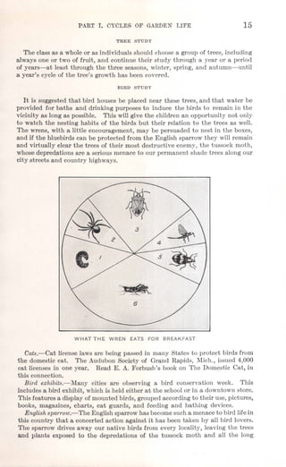 PART 1. CYCLES OF GARDEN LIFE 15
TREE STUDY
The class as a whole or as individuals should choose a group of trees, including
always one or two of fruit, and continue their study through a year or a period
of years-at least through the three seasons, winter, spring, and autumn-until
a year's cycle of the tree's growth has been covered.
BIRD STUDY
It is suggested that bird houses be placed near these trees, and that water be
provided for baths and drinking purposes to induce the birds to remain in the
vicinity as long as possible. This will give the children an opportunity not only
to watch the nesting habits of the birds but their relation to the trees as well.
The wrens, with a little encouragement, may be persuaded to nest in the boxes,
and if the bluebirds can be protected from the English sparrow they will remain
and virtually clear the trees of their most destructive enemy, the tussock moth,
whose depredations are a serious menace to our permanent shade trees along our
city streets and country highways.
WHAT THE WREN EATS FOR BREAKFAST
Cats.-Cat license laws are being passed in many States to protect birds from
the domestic cat. The Audubon Society of Grand Rapids, Mich., issued 4,000
cat licenses in one year. Read E. A. Forbush's book on The Domestic Cat, in
this connection.
Bird exhibits.-Many cities are observing a bird conservation week. This
includes a bird exhibit, which is held either at the school or in a downtown store.
This features a display of mounted birds, grouped according to their use, pictures,
books, magazines, charts, cat guards, and feeding and bathing devices.
English sparrow.-The English sparrow has become such a menace to bird life in
this country that a concerted action against it has been taken by all bird lovers.
The sparrow drives away our native birds from every locality, leaving the trees
and plants exposed to the depredations of the tussock moth and all the long
 
