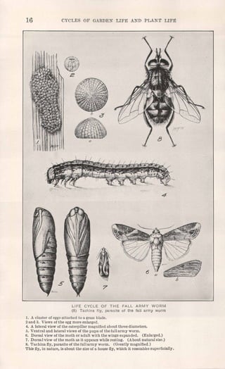 16 CYCLES OF ClA1WEl< UFE Al<b PLAl<1' LIFE
LIFE CYCLE OF THE FALL ARMY WORM
(8) Tachina fly, parasite of the fall army worm
1. A cluster of eggs attached to a grass blade.
2 and 3. Views of the egg more enlarged.
4. A lateral view of the caterpillar magnified about three diameters.
5. Ventral and lateral views of the pupa of the fall army worm.
6. Dorsal view of the moth or adult with the wings expanded. (Enlarged.)
7. Dorsal view of the moth as it appears while resting, (A bout natural size.)
8. Tachina fly, parasite of the fall army worm. (Greatly magnified.)
This fly, in nature, is about the size of a house fly, which it resembles superficially.
 