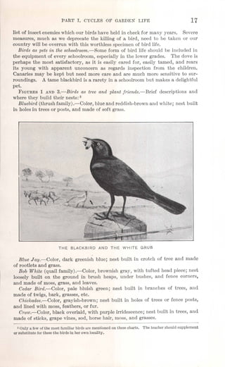 PART 1. CYCLES OF GARDEN LIFE 17
list of insect enemieswhich our birds have held in check for many years. Severe
measures, much as we deprecate the killing of a bird, need to be taken or our
country will be overrun with this worthless specimen of bird life.
Birds as pets in the schoolroom.-Some form of bird life should be included in
the equipment of every schoolroom, especially in the lower grades. The dove is
perhaps the most satisfactory, as it is easily cared for, easily tamed, and rears
its young with apparent unconcern as regards inspection from the children.
Canaries may be kept but need more care and are much more sensitive to sur-
roundings. A tame blackbird is a rarety in a schoolroombut makes a delightful
pet.
FIGURES 1 AND 3.-Birds as tree and plant friends.-Brief descriptions and
where they build their nests: 3
Bluebird (thrush family).-Color, blue and reddish-brown and white; nest built
in holes in trees or posts, and made of soft grass.
THE BLACKBIRD AND THE WHITE GRUB
Blue Jay.-Color, dark greenish blue; nest built in crotch of tree and made
of rootlets and grass.
Bob White (quail family).-Color, brownish gray, with tufted head piece; nest
loosely built on the ground in brush heaps, under bushes, and fence corners,
and made of moss, grass, and leaves.
Cedar Bird.-Color, pale bluish green; nest built in branches of trees, and
made of twigs, bark, grasses, etc. .
Chickadee.-Color, grayish-brown; nest built in holes of trees or fence posts,
and lined with moss, feathers, or fur.
Crow.-Color, black overlaid, with purple irridescence; nest built in trees, and
made of sticks, grape vines, sod, horse hair, moss, and grasses.
3 Only a few of the most familiar birds are mentioned on these charts. The teacher should supplement
or substitute for these the birds in her own locality.
 