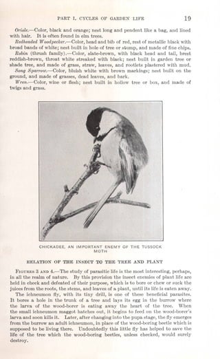 PART r. CYCL,ES. OF' GARDEN LIFE 19
Oriole.-Color, black and orange; nest long and pendent like a bag, and lined
with hair. It is often found in elm trees.
Redheaded Woodpecker.-Color, head and bib of red, rest of metallic black with
broad bands of white; nest built in hole of tree or stump, and made of fine chips.
Robin (thrush family).-Color, slate-brown, with black head and tail, brest
reddish-brown, throat white streaked with black; nest built in garden tree or
-shade tree, and made of grass, straw, leaves, and rootlets plastered with mud.
Song Sparrow.-Color, bluish white with brown markings; nest built on the
ground, and made of grasses, dead leaves, and bark.
Wren.-Color, wine or flesh; nest built in hollow tree or box, and made of
twigs and grass.
CHICKADEE, AN IMPORTANT ENEMY OF THE TUSSOCK
MOTH
RELATION OF THE INSECT TO THE TREE AND PLANT
FIGURES 3 AND 4.-The study of parasitic life is the most interesting, perhaps,
in all the realm of nature. By this provision the insect enemies of plant life are
held in check and defeated of their purpose, which is to bore or chew or suck the
juices from the roots, the stems, and leaves of a plant, until its life is eaten away.
The ichneumon fly, with its tiny drill, is one of these beneficial parasites.
It bores a hole in the trunk of a tree and lays its egg in the burrow where
the larva of the wood-borer is eating away the heart of the tree. When
the small ichneumon maggot hatches out, it begins to feed on the wood-borer's
larva and soon kills it. Later, after changing into the pupa stage, the fly emerges
from the burrow an adult ichneumon, in place of the wood-boring beetle which is
supposed to be living there. Undoubtedly this little fly has helped to save the
life of the tree which the wood-boring beetles, unless checked, would surely
destroy.
 