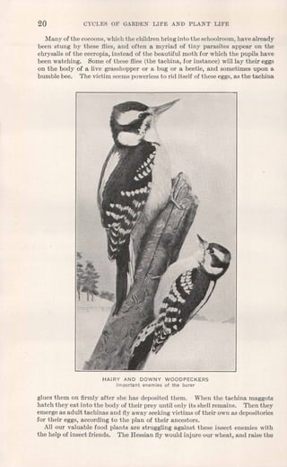 20 CYCLES OF GARDEN LIFE AND PLANT LIFE
Many of the cocoons,which the children bring into the schoolroom,have already
been stung by these flies, and often a myriad of tiny parasites appear on the
chrysalis of the cecropia, instead of the beautiful moth for which the pupils have
been watching. Some of these flies (the tachina, for instance) will lay their eggs
on the body of a live grasshopper or a bug or a beetle, and sometimes upon a
bumble bee. The victim seems powerless to rid itself of these eggs, as the tachina
HAIRY AND DOWNY WOODPECKERS
Important enemies of the borer
glues them on firmly after she has deposited them. When the tachina maggots
hatch they eat into the body of their prey until only its shell remains. Then they
emerge as adult tachinas and flyaway seeking victims of their own as depositories
for their eggs, according to the plan of their ancestors.
All our valuable food plants are struggling against these insect enemies with
the help of insect friends. The Hessian fly would injure our wheat, and raise the
 