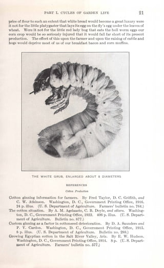 PART' 1. CYCL,ES OF' GARDEN LIFE 21
price of flour to such an extent that white bread would become a great luxury were
it not for the little platygaster that lays its egg on the fly's egg under the leaves of
wheat. Were it not for the little red lady bug that eats the boll worm eggs our
corn crop would be so seriously injured that it would fall far short of its present
production. The effect of this upon the farmer and upon the raising of cattle and
hogs would deprive most of us of our breakfast bacon and corn muffins.
THE WHITE GRUB, ENLARGED ABOUT 8 DIAMETERS
REFERENCES
Cotton Production
Cotton ginning information for farmers. By Fred Taylor, D. C. Griffith, and
C. W. Atkinson. Washington, D. C., Government Printing Office, 1916.
24 p. illus. (D. S. Department of Agriculture. Farmers' bulletin no. 764.)
The cotton situation. By A. M. Agelaasto, C. B. Doyle, and others. Washing-
ton, D. C., Government Printing Office,1922. 406 p. illus. (D. S. Depart-
ment of Agriculture. Bulletin no. 877.)
Custom ginning as a factor in cottonseed deterioration. By D. A. Saunders and
P. V. Cardon. Washington, D. C., Government Printing Office, 1915.
8 p. illus. (D. S. Department of Agriculture. Bulletin no. 288.)
Growing Egyptian cotton in the Salt River Valley, Ariz. By E. W. Hudson.
Washington, D. C., Government Printing Office,1914. 8 p. (D. S. Depart-
ment of Agriculture. Farmers' bulletin no. 577.)
 