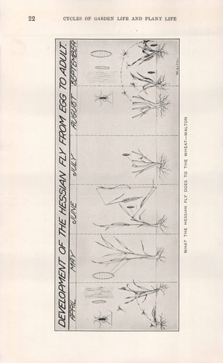 22 CYCLES OF GARDEN LIFE AND PLANT LIFE
u.J
I
I-
oI-
if)
u.J
o
o
>-
-J
u,
z<{
if)
if)
u.J
I
u.J
I
l-
I-
-c
I
3:
 