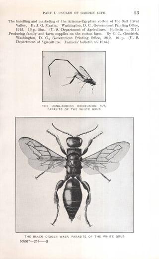 PAR.T 1. CYCL.ES OF GARDEN LIFE 23
The handling and marketing of the Arizona-Egyptian cotton of the Salt River
Valley. By J. G. Martin. Washington, D. C., Government Printing Office,
1915. 16 p. illus. (U. S. Department of Agriculture. Bulletin no. 311.)
Producing family and farm supplies on the cotton farm. By C. L. Goodrich.
Washington, D. C., Government Printing Office, 1919. 16 p. (U. S.
Department of Agriculture. Farmers' bulletin no. 1015.)
THE LONG-BODIED ICHNEUMON FLY,
PARASITE OF THE WHITE GRUB
THE BLACK DIGGER WASP, PARASITE OF THE WHITE GRUB
55997°--25t----3
 