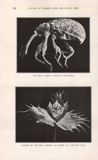 24 CYCLES OF GARDEN LIFE AND PLANT LIFE
THE BOLL WEEVIL, GREATLY ENLARGED
LARVAE OF THE BOLL WEEVIL, AT WORK IN A COTTON BOLL
 