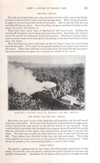 PART 1. CYCLES OF GARDEN LIFE; 25
THE BOLL WEEVIL
The boll weevilmore than any other pest has hurt the cotton crop in the South.
It bores a hole in a boll of cotton and lays its eggsthere. When the grub hatches,
it begins to eat and soon kills the life of the seeds. After a time the boll dries up
and falls offfrom the plant. Even if another boll growsand takes its place on the
plant, the weevil will destroy it.
There have been many ways of fighting the boll weevil pest. Picking the
weevils off the plants and burning them has been tried. Sometimes the buds in
which the weevils are hiding are picked and burned. Dusting the plants with a
poison powder seems to do some good, but nothing, so far, has been found to drive
away the insect.
Deep plowing and much cultivation of the soil help to keep the weevil from
hurting the plant. If the plant is strong and healthy it can spare some bolls for
the weevil. Other bolls willform on the stem where the dead boll has been grow-
ing, and sometimes the plant can overcome the attack of the weevil.
DUSTING A COTTON FIELD TO DESTROY THE BOLL WEEVILS
BOB WHITE AND THE BOLL WEEVIL
Bob white, the quail, is one of the birds that will help drive out the boll weevil
from the cotton fields. He is very fond of the little beetle that lays its eggsIn the
cotton boll and has been known to eat 47 boll weevils in one morning. If he
could be left in the fieldswith his family for a season, he would eat all the weevils
that he could find on the plants, but unfortunately, people like to eat the bob
white. For that reason quails are killed off every year, so that few of them are
left. They seldom leave the field where they are born and raised. They keep
close together all winter and roost on the ground in flocks to keep warm. Laws
should be passed in the cotton-raising States to protect these birds.
INSECT STUDY
The garden, supplemented by field trips, will afford ample opportunity for the
study of insect life, and will greatly enhance the pupil's interest in the care and
growth of his garden. Specimens of the insects seen should be brought into the
 