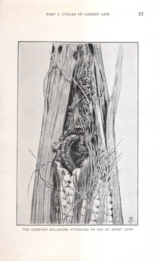PART' 1. CYCLES OF GARDEN LIFE 27
THE CORN-EAR BOLLWORM ATTACKING AN EAR OF SWEET CORN
 