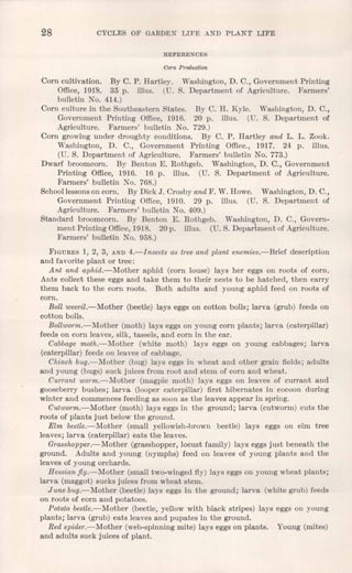 28 CYCLES OF GARDEN LIFE AND PLANT LIFE
REFERENCES
Corn Production
Corn cultivation. By C. P. Hartley. Washington, D. C., Government Printing
Office, 191'8. 35 p. illus. (U. S. Department of Agriculture. Farmers'
bulletin No. 414.)
Corn culture in the Southeastern States. By C. H. Kyle. Washington, D. C.,
Government Printing Office, 1916. 20 p. illus. (U. S. Department of
Agriculture. Farmers' bulletin No. 729.)
Corn growing under droughty conditions. By C. P. Hartley and L. L. Zook.
Washington, D. C., Government Printing Office., 1917. 24 p. illus.
(U. S. Department of Agriculture. Farmers' bulletin No. 773.)
Dwarf broomcorn. By Benton E. Rothgeb. Washington, D. C., Government
Printing Office, 1916. 16 p. illus. (U. S. Department of Agriculture.
Farmers' bulletin No. 768.)
Schoollessons on corn. By Dick J. Crosby and F. W. Howe. Washington, D. C.,
Government Printing Office, 1910. 29 p. illus. (U. S. Department of
Agriculture. Farmers' bulletin No. 409.)
Standard broomcorn. By Benton E. Rothgeb. Washington, D. C., Govern-
ment Printing Office,1918. 20 p. illus. (U. S. Department of Agriculture.
Farmers' bulletin No. 958.)
FIGURES1, 2, 3, AND4.-Insects as tree and plant enemies.-Brief description
and favorite plant or tree:
Ant and aphid.-Mother aphid (corn louse) lays her eggs on roots of corn.
Ants collect these eggs and take them to their nests to be hatched, then carry
them back to the corn roots. Both adults and young aphid feed on roots of
corn.
Boll weevil.-Mother (beetle) lays eggs on cotton bolls; larva (grub) feeds on
cotton bolls.
Bollworm.-Mother (moth) lays eggs on young corn plants; larva (caterpillar)
feeds on corn leaves, silk, tassels, and corn in the ear.
Cabbagemoth.-Mother (white moth) lays eggs on young cabbages; larva
(caterpillar) feeds on leaves of cabbage.
Chinch bug.-Mother (bug) lays eggs in wheat and other grain fields; adults
and young (bugs) suck juices from root and stem of corn and wheat.
Currant worm.-Mother (magpie moth) lays eggs on leaves of currant and
gooseberry bushes; larva (looper caterpillar) first hibernates in cocoon during
winter and commences feeding as soon as the leaves appear in spring.
Cutworm.-Mother (moth) lays eggs in the ground; larva (cutworm) cuts the
roots of plants just below the ground.
Elm beetle.- Mother (small yellowish-brown beetle) lays eggs on elm tree
leaves; larva (caterpillar) eats the leaves.
Grasshopper.-Mother (grasshopper, locust family) lays eggs just beneath the
ground. Adults and young (nymphs) feed on leaves of young plants and the
leaves of young orchards.
Hessianjly.-Mother (small two-winged fly) lays eggs on young wheat plants;
larva (maggot) sucks juices from wheat stem.
June bug.-Mother (beetle) lays eggs in the ground; larva (white grub) feeds
on roots of corn and potatoes.
Potato beetle.-Mother (beetle, yellow with black stripes) lays eggs on young
plants; larva (grub) eats leaves and pupates in the ground.
Red spider.-Mother (web-spinning mite) lays eggs on plants. Young (mites)
and adults suck juices of plant.
 