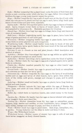 PART 1. CYCL,ES OF GARDEN LIFE 29
Scale.-Mother (somewhat like a plant louse) sucks the juice of fruit trees and
exudes a scaly covering under which she lays her eggs; father (two-winged fly)
fertilizes the eggs; young (scale insects) repeat the process.
Slugs.-Mother (wasp-like fly) has a pair of small saws at the tip of body with
which she cuts groves in plants and lays an egg in each; larva (slug) feeds upon
leaves of rose bushes and pear trees, especially.
Sphinx moth.-Mother (five-spotted sphinx moth) lays eggson leaves of tomato
plant. Larva (tomato worm) feeds on leaves of tomato plant. It is harmless
and parasited by ichneumon fly. Desirable specimen for vivarium.
Squash bug.-Mother (true bug) lays eggs on foliage; larva (bug) eats leaves of
vines of cucumber family.
Stalk borer.-Mother (night-flying moth) lays eggs in grass; larva bores into
stems of grains and feeds on soft inner part.
Wireworm.-Mother (snapping beetle) lays eggs in grass lands; larva (wire-
worm) feeds on newly planted corn and young roots.
Wood-boring beetle.-Mother (small beetle) bores holes in trunk of tree and
lays her eggs there; larva (grub) feeds on the inner wood of the tree and finally
emerges an adult beetle.
FIGURES 2 AND 4.-Insects as tree and plant friends.-Brief description and
method of attack:
Aphidius.-Mother (tiny four-winged fly) lays an egg within an aphid; larva
feeds on aphid and emerges an adult insect.
Aphis-lion.-Mother (lace-wing); larva (aphis-lion) sucks the blood of aphids.
Beefly.-Mother (hairy fly) lays eggs in egg-pods of grasshoppers; larva (grub)
feeds on cutworms.
Chalcis fly.-Mother (smallest parasitic fly) lays eggs on other insects' eggs
and on other insects.
Ground beetle.-Mother (beetle) lays eggs in ground and feeds on caterpillars
and cutworms as does also her larva (grub).
Ichneumon fly.-Mother (wasp-like fly) lays eggs on the larva of wood-boring
beetles and on eggs and larvae of other insects; larva (grub) lives within the
body of the victim until grown, emerges and changes to pupa, and to adult
insect.
Lady bug.-Mother (small red beetle) lays eggs on plants; larva (bug) feeds on
aphids and scale insects.
Platygaster.-Mother (minute fly) lays eggs within the eggs of Hessian fly;
larva, pupa, ·and adult all form within the puparium of the Hessian fly and
devour it.
Robberfly.-Adult feeds on injurious insects, also noted enemy to the honey
bee.
Syrphus fly.-Mother (flyfamily) lays her eggs on leaves infested with aphids;
larva (maggot) feeds upon plant lice.
Tachina fly.-Mother (resembles house fly) lays eggs on caterpillars, grass-
hoppers, bugs, beetles and sawflies, or even bumblebees; larva (maggot) feeds
upon victim, emerges and changes to pupa, and then to adult fly.
Toad.-Mother (toad) lays eggs in pond water. Eats slugs, caterpillars, etc.,
in garden. Young (tadpoles) eat the slime in water and keep it clean.
Wasp.-See White-faced hornet.
White-faced hornet.-Mother (queen of swarm) lays eggs in cells of nest and
feeds larvae (maggots) on finely chewed insects.
 