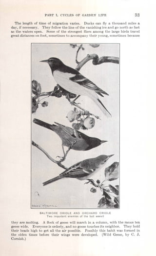 PART 1. CYCL~S OF GARD~N LIFE 33
The length of time of migration varies. Ducks can fly a thousand miles a
day, if necessary. They follow the line of the vanishing ice and go north as fast
as the waters open. Some of the strongest fliers among the large birds travel
great distances on foot, sometimes to accompany their young, sometimes because
BALTIMORE ORIOLE AND ORCHARD ORIOLE
Two important enemies of the boll weevil
they are molting. A flock of geese will march in a column, with the ranks ten
geese wide. Everyone is orderly, and no goose touches its neighbor. They hold
their heads high to get all the air possible. Possibly this habit was formed in
the olden times before their wings were developed. (Wild Geese, by C. J.
Cornish.)
 