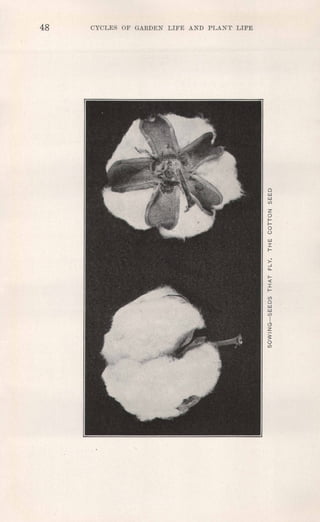 48 CYCLES OF GARDEN LIFE AND PLANT LIFE
o
UJ
UJ
(j)
z
af-
f-
a
u
UJ
I
f-
t-
«
I
f-
(j)
o
UJ
UJ
(j)
I
CJ
z
5:
a(j)
 