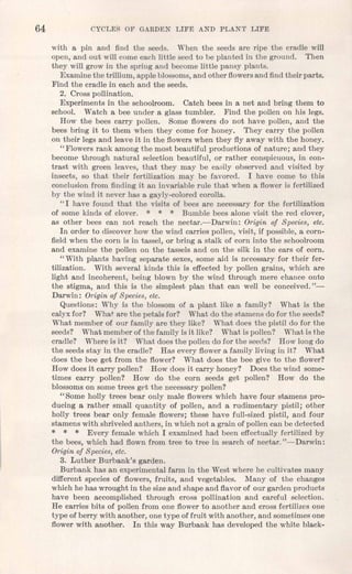 64 CYCLES OF GARDEN LIFE AND PLANT LIFE
with a pin and find the seeds. When the seeds are ripe the cradle will
open, and out will come each little seed to be planted in the ground. Then
they will grow in the spring and become little pansy plants.
Examine the trillium, apple blossoms,and other flowersand find their parts.
Find the cradle in each and the seeds.
2. Cross pollination.
Experiments in the schoolroom. Catch bees in a net and bring them to
school. Watch a bee under a glass tumbler. Find the pollen on his legs.
How the bees carry pollen. Some flowers do not have pollen, and the
bees bring it to them when they come for honey. They carry the pollen
on their legs and leave it in the flowers when they flyaway with the honey.
"Flowers rank among the most beautiful productions of nature; and they
become -through natural selection beautiful, or rather conspicuous, in con-
trast with green leaves, that they may be easily observed and visited by
insects, so that their fertilization may be favored. I have come to this
conclusion from finding it an invariable rule that when a flower is fertilized
by the wind it never has a gayly-colored corolla.
"I have found that the visits of bees are necessary for the fertilization
of some kinds of clover. * * * Bumble bees alone visit the red clover,
as other bees can not reach the nectar.-Darwin: Origin of Species, etc.
In order to discover how the wind carries pollen, visit, if possible; a corn-
field when the corn is in tassel, or bring a stalk of corn into the schoolroom
and examine the pollen on the tassels and on the silk in the ears of corn.
"With plants having separate sexes, some aid is necessary for their fer-
tilization. With several kinds this is effected by pollen grains, which are
light and incoherent, being blown by the wind through mere chance onto
the stigma, and this is the simplest plan that can well be conceived."-
Darwin: Origin of Species, etc.
Questions: Why is the blossom of a plant like a family? What is the
calyx for? What are the petals for? What do the stamens do for the seeds?
What member of our family are they like? What does the pistil do for the
seeds? What member of the family is it like? What is pollen? What is the
cradle? Where is it? What does the pollen do for the seeds? How long do
the seeds stay in the cradle? Has every flower a family living in it? What
does the bee get from the flower? What does the bee give to the flower?
How does it carry pollen? How does it carry honey? Does the wind some-
times carry pollen? How do tho corn seeds get pollen? How do the
blossoms on some trees get the necessary pollen?
"Some holly trees bear only male flowers which have four stamens pro-
ducing a rather small quantity of pollen, and a rudimentary pistil; other
holly trees bear only female flowers; these have full-sized pistil, and four
stamens with shriveled anthers, in which not a grain of pollen can be detected
* * * Every female which I examined had been effectually fertilized by
the bees, which had flown from tree to tree in search of nectar. "-Darwin:
Origin of Species, etc.
3. Luther Burbank's garden.
Burbank has an experimental farm in the West where he cultivates many
different species of flowers, fruits, and vegetables. Many of the changes
which he has wrought in the size and shape and flavor of our garden products
have been accomplished through cross pollination and careful selection.
He carries bits of pollen from one flower to another and cross fertilizes one
type of berry with another, one type of fruit with another, and sometimes one
flower with another. In this way Burbank has developed the white black-
 