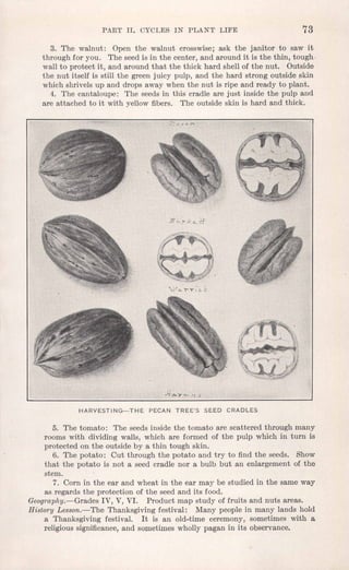 PART II. CYCLES IN PLANT' LIFE 73
3. The walnut: Open the walnut crosswise; ask the janitor to saw it
through for you. The seed is in the center, and around it is the thin, tough.
wall to protect it, and around that the thick hard shell of the nut. Outside
the nut itself is still the green juicy pulp, and the hard strong outside skin
which shrivels up and drops away when the nut is ripe and ready to plant.
4. The cantaloupe: The seeds in this cradle are just inside the pulp and
are attached to it with yellow fibers. The outside skin is hard and thick.
HARVESTING-THE PECAN TREE'S SEED CRADLES
5. The tomato: The seeds inside the tomato are scattered through many
rooms with dividing walls, which are formed of the pulp which in turn is
protected on the outside by a thin tough skin.
6. The potato: Cut through the potato and try to find the seeds. Show
that the potato is not a seed cradle nor a bulb but an enlargement of the
stem.
7. Corn in the ear and wheat in the ear may be studied in the same way
as regards the protection of the seed and its food.
Geography.-Grades IV, V, VI. Product map study of fruits and nuts areas.
History Lesson.-The Thanksgiving festival: Many people in many lands hold
a Thanksgiving festival. It is an old-time ceremony, sometimes with a
religious significance, and sometimes wholly pagan in its observance.
 