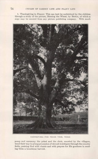 74 CYCLES OF GARDEN LIFE AND PLANT LIFE
1. Thanksgiving in France: This can best be understood by the children
through a study of the picture, Blessing the Wheat, by Breton, of which a
copy may be secured from any picture publishing company. With much
HARVESTING-THE PECAN TREE, TEXAS
pomp and ceremony the priest and the choir, escorted by the villagers,
wend their way in a long procession of devout worshipers through the country
fields, praising God with chants and with prayers for His goodness in send-
ing them a bounteous harvest.
 