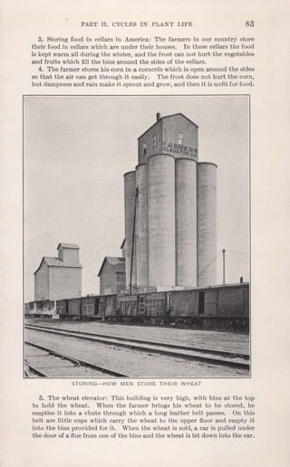 PART II. CYCLES IN PL,ANT LIFE 83
3. Storing food in cellars in America: The farmers in our country store
their food in cellars which are under their houses. In these cellars the food
is kept warm all during the winter, and the frost can not hurt the vegetables
and fruits which fill the bins around the sides of the cellars.
4. The farmer stores his corn in a corncrib which is open around the sides
so that the air can get through it easily. The frost does not hurt the corn,
but dampness and rain make it sprout and grow, and then it is unfit for food.
STORING-HOW MEN STORE THEIR WHEAT
5. The wheat elevator: This building is very high, with bins at the top
to hold the wheat. When the farmer brings his wheat to be stored, he
empties it into a chute through which a long leather belt passes. On this
belt are little cups which carry the wheat to the upper floor and empty it
into the bins provided for it. When the wheat is sold, a car is pulled under
the door of a flue from one of the bins and the wheat is let down into the car.
 