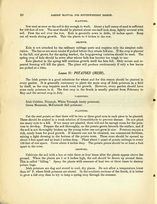 20 GARDEN MANUAL FOR SOUTHWESTERN REGION.
PLANTING.
Sow seed as soon as the soil is dry enough to work. About a half ounce of seed is sufficient
for 100 feet of row. The seed should be planted about one-half inch deep, lightly covered with
soil. Firm the soil over the row. Kale is generally sown in drills, 18 inches apart. Keep
out all weeds during growth. Thin the plants to 8 inches in the row.
GROWTH.
Kale is not attacked by the ordinary cabbage pests and requires only the simplest culti-
vation. The leaves are more tender if picked before they attain full size. If the crop is planted
in the fall, and grown for the spring market, the long-growing varieties should be used. The
spring crop of kale should be sown after winter kale has become too tough to use.
Kale planted in the spring will continue growth until the late fall. Only severe and re-
peated freezing will kill the plant. The plant will produce continuously if only a few leaves
are picked at a time.
Lesson31: POTATOES (IRISH).
The Irish potato is a good substitute for wheat and for this reason should be planted in
every garden. It is generally customary to plant the main crop of Irish potatoes in a field
by itself, as the crop requires much room for growth. However, every garden should have
some early potatoes in it. The first crop in the South is usually planted from February to
May and the second crop in July.
VARIETIES.
Irish Cobbler, Triumph, White Triumph (early potatoes).
Green Mountain, McCormick (fall potatoes).
PLANTING.
Cut the seed potato so that there will be two or three good eyes in each piece to be planted.
These should be soaked in a weak solution of formaldehyde to prevent disease. Do not plant
too many eves to a hill. If too many are planted, there will not be enough room for the pota-
toes to develop. Prepare the soil thoroughly, as the potato grows beneath the surface, and if
the soil is not thoroughly broken up the young tuber can not grow in size. Potatoes require a
rich, sandy loam for good growth. If manure can not be obtained, use commercial fertilizer,
mixing a light dressing in the bottom of the potato rows. These rows should be opened up
about 2 feet apart and at least 5 inches deep. Plant about 1 quart of potato cuttings to every
100 feet of row space. Cover about 4 inches deep. The potato pieces should be at least a foot
apart in the rows.
GROWING.
Cultivate the soil with a hoe or rake three or four times after the plants appear above the
ground. When the plants are 5 or 6 inches high, the soil should be drawn up around them.
This is called "hilling." Spray the plants with arsenate of lead two or three times to destroy
potato bugs.
Irish potatoes are dug and stored in cool, dry places. Do not allow a temperature lower
than 36° F. where Irish potatoes are stored. In the southern sections of the South, it is better
to grow a fall crop than to try to keep a spring crop through the summer.
 