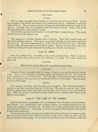 GARDEN MA..li"UALFOR SOUTHWESTERN REGION . 33
• CORN PESTS.
l!:AJl WORM'.
This is n large caterpillar more abundant. in the South than it is in the North. It feeds
on the insides of the shucks and destroys the kernels near the tip. Sometimes it ruins the
whole of the ear. The ear worm comes from the eggs of a moth that are laid on the silks of the
corn car. Generally only one caterpillar reaches the inside of the ear. Enrly in the season
the caterpillars feed on the unopened tassels.
Control: Dust powdered lead arsenate on the silk where it enters the ear. This should
be done ee soon as the eggs are seen.
SMUT.
This appears as IL swollen, blackish mess on the ears. These black masses brenk open
and release millions of spores. These spores may remain through an entire winter and infest
the next crop. The black masses should be cut from the ear and burned at once. This must
be done before the mass bursts and releases its spores. Rotation of crops will act as a pre-
ventive by starving the spores during the succeeding year) when no corn is grown.
Lesson 54: OKRA.
Okra is a southern crop. It requires n Iong, warm growing season. Okra is a favorite
dish in the South, being cooked alone, with tomatoes, or in soups. It is easily canned and
keeps well.
VARrETms .
• White Velvet, Perkins Mammoth, Long Podded, Lady Finger.
Prepare the loud thoroughly niter all danger of frost is over and the soil has become
warm. Apply a good dressing of barnyard manure and work into the soil. Two ounces of
seed is enough for every 100 feet of row. Plant the seeds 4 inches deep in rows 3 feet apart.
If the tall varieties of okra nrc used, the rows should be from 4 to 5 :foot apart. Thin the plants
in rows to 2 feet apart.
(lROWTII,
Give frequent cultivation until the plants are full grown. This cultivation should be
shallow to save the roots from being cut by the hoe. The pods are used for food. These
should be gathered just before they ripen, and the planf will continue to bear until killed by
frost. When the okra pod is cooked it becomes sticky and bas a. peculiar :flavor that is much
liked by many people.
Lesson 55: THE CARE OF THE GARDEN.
Much of the waste in gardening is due to carelessness af'ter the garden has been success-
fully started. It is comparatively easy to plant a garden, but requires patience and ccu-
tioued care to bring it to a full harvest. We ought not to waste anything while there is such
So demand for food products. Every plant we heve in our garden that is neglected and allowed
to die is just so much loss.
You should take pride in keeping your garden well cultivated during the summer months.
The soil should be stirred after each rain in order to keep it from caking up and to prevent
the soil moisture from escaping. Do not work the soil when it is too wet, however, as this will
 