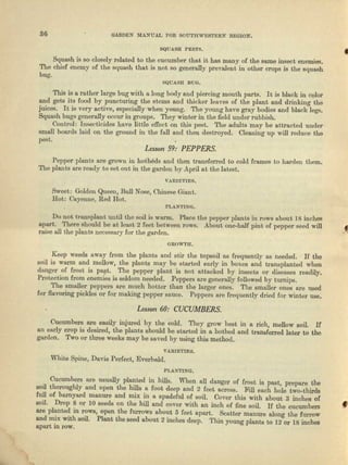 36 GARDEN MANUAL FOR SOUTHWESTERN REGION.
SQUASH PESTS.
Squush is SO closely related to the cucumber that it has many of the same insect enemies,
Tho chief enemy of the squash that is Dot so generally prevalent in other crops is the squash
bug.
•
SQUASH nUG.
This is a rather large bug with a long body and piercing mouth parts. It is black in color
and geta its food by puncturing the stems and thicker leaves of the plant nnd drinking the--
juices. It is very active, especially when young. The young have gray bodies and black legs.
Squush bugs generally occur in groups. They winter in the field under rubbish.
Control: Insecticides have little effect on this pest. The adults may be attracted Under
small beards laid on the ground in the fill and then destroyed. Cleaning up will reduce Lhe
pest.
Lesson 59: PEPPERS.
Pepper plants are grown in hotbeds and then transferred to cold frames to harden them.
The plants are ready to set out in the garden by April at the latest.
V>RH:TlliS.
Sweet: Golden Queen. Bull Nose, Chinese Ginnc.
Rot: Cayenne, Red Hot.
PLANTINO.
Do not transplant, until the soil is warm. Place the pepper plants in rows about 18 inches
aport. There should be at Ienst 2 feet between rows. About one-half pint of pepper seed will (
raise all the plants ueeessary for the garden. •
GRQWTU.
Keep weeds a.,vay from the plants and stir the topsoil as frequently as needed. If the
soil is warm and mellow, the plants may be started early in boxes and trnnsplauted when
danger of frost is past. The pepper plant is not attacked by insects or diseases readily.
Protection from enemies is seldom needed. Peppel's are generally followed by turnips.
The smaller peppers are much hotter than the larger ones. Tho smaller ones nrc used
for flavoring pickles or for making pepper sauce. Peppers fire frequently dried for winter use.
Lesson 60: CUCUMBERS.
Cucumbers nre easily injured by tho cold. They grow best in a rich, mellow soil. If
an early crop is desired, the plants should be started in a hotbed nnd transferred later to the
garden. Two or three weeks may be saved by using this method.
v AUrETlES.
Wbit,e Spine, Davis Perfect, Everbald.
PLANTI,NO.
Cucumbers are usually planted in hills. When all danger of frost is past prepare the
soil thoroughly and open the hills a foot deep and 2 feet across. Fill each h~le two-thirds
full of barnyard. manure and. mix in R spadeful of soil. Cover this with about 3 inches of
soil. Drop 8 or 10 seeds on the hill and cover with an inch of fine soil. If the cucumbers ,
are planted in rows, open the furrows about 5 feet apart. Scatter manure along the furrow
and mix with soil. Plant the seed about 2 incites deep. 'I'hin young plants to 12 or 18 inches
apart in row.
 