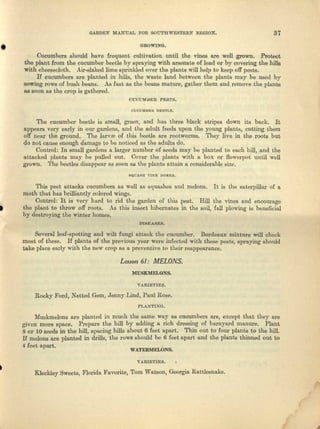 GARDEN MANUAL FOR SOUTHWESTERN REGION. 37
• GROWING .
Cucumbers should have frequent cultivation until the vines are well grown. Protect
the plant from the cucumber beetle by spraying with arsenate of lead or by covering the hills
with cheesecloth. Air-eleked lime sprinkled over the plants will help to keep off posts.
If cucumbers are planted in hills, the waste lend between the plants may be used by
sowing rows of bush beans. As fru,t as the beans mature, gather them. and remove the plants
as soon IlS the crop is gathered.
OUOUMHl'lR PESTS.
The cucumber bcede is small, green, und has three black stripes down its back. It
Ilpp8n.rs VeJ:y early in Our gardens, find tho adult feeds upon the young plants, cutting them
off near the ground. The larval of this beetle are rootworms. TIley live in the roots but
do not cause enough damage to be noticed es the adults do.
Control: In smllJl gardens a lurger number of seeds may be planted to each hill, and the
attacked plaute may be pulled out. Cover the plants with a box Or flowerpot until well
grown. The beetles disappear as soon aliithe plants nttniu n considerable size.
This pest attacks cucumbers as well lIS squashes and melons. It is the enuerpillar of a
moth that has brillinntly colored wings.
Control: It is very hurd to Tid the garden of this pest. Hill the vines and encourage
I the plant to throw off roots. .As this insect hibermltes in the soil, fall plowing is beneficial
by destroying the winter homes.
DISEASES.
Several leer-spotting and wilt fungi nueck tho cucumber. Bordeaux mixture will cheok
most of these. If plants of the previous ycer were infected with these pests, spraying should
take place early with the now crop as u preventive to their reappearance.
Lesson 6/, MELONS.
lmSJO.1ELQNS.
VARIETIES.
Rocky Ford, Netted Gem, Jenny Lind, Paul Rose.
PL.L'/"TINO.
Muskmelons are planted in much the same way as cucumbers ure, except that they are
given more space. Prepare the hill by adding a rich dressing of barnyard manure. Plant
8 or 10 eoeds in the hill, spacing hills about 6 foot apart, Thin out to four plants to the hill.
If melons are planted in drills, the rows ebculd be 6 feet apart and the plants thinned out to
4 Icct apart,
WATERMELONS.
VARIF.TIEij. •
Kleckley Sweets, Florida Favorite, Tom Watson, Georgia. Rattl~nllke.
 