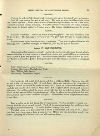GARDEN MANUAL FOR SOUTHWESTERN REGION. 39
PLANTING.
Prepare the soil carefully, break up all clods, and add a good dressing of barnyard manure.
Line off rows about a foot and a half apart. The seeds are sown in drills and the plants
are thinned out later. About one-half ounce of seed is enough for every 100 feet of row space.
The seed is planted about 1 inch deep. When the plants have reached 3 or 4 inches in height,
they should be thinned out to 6 or 8 inches apart. The thinned-out plants are used for greens.
GROWING.
Keep the soil stirred. Remove all weeds from young plants. The plant matures in from
60 to 80 days. The rutabaga is very hardy and will grow right through the usual southern
winter.
Parsnips make a good companion crop to rutabaga. These may be planted between the
rutabaga rows. After the rutabagas are harvested, peas may be planted to follow.
Lesson 64: STRAWBERRIES.
Although strawberries are not generally considered a garden vegetable, being termed a fruit,
nevertheless they are very common in many home gardens and you should have several straw-
berry plants in your own garden plot. Strawberries are planted in beds and it will be neces-
sary for you to set aside a part of your garden for their cultivation as they form a permanent
crop.
VARIETIES.
Early: Excelsior, St. Louis, Premier.
Medium: Barrymore, Marshall, New York.
Late: William Belt, Gandy.
Fall-bearing: Progressive, Superb.
PLANTING.
Strawberries do well in any good garden soil that is fertile and light. Plants are generally
set out in the late summer or fall. If good, hardy plants are transplanted to the garden in
August, a crop of berries will be ready the next year. Spade up the selected strawberry bed
carefully and smooth off the surface with a rake. Set the plants about a foot apart in rows 3
feet apart. Spread the roots of the plants out carefully and firm the soil about them. The bed
should be well watered before the plants are set. After the plants are in and the soil has been
firmed, scatter a layer of fine soil about each plant. This acts as a mulch and prevents moisture
evaporation.
GROWING.
Keep a mulch on the bed during the growing season. The bed should be watered every
evening until the plants are well started. Pinch off the runners as fast a3 they get long so that
your plants may become hardy. Do not let the bed "mat up " too much.
When fall comes cover the plants with a mulch of old manure and fallen leaves. Renew
your beds every two year3 to keep a fresh growth. Mildew and rust sometimes attack your
plants. Spraying with Bordeaux mixture will eradicate these.
 