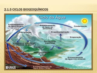 2.1.5 CICLOS BIOGEOQUÍMICOS

 