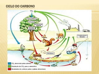 CICLO DO CARBONO

 