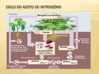 CICLO DO AZOTO OU NITROGÉNIO

 