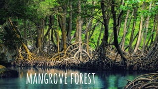 mangroveforest
 