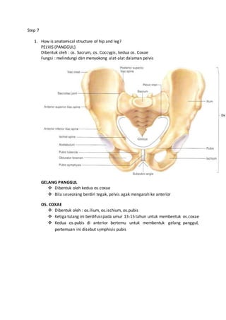 Step 7
1. How is anatomical structure of hip and leg?
PELVIS (PANGGUL)
Dibentuk oleh : os. Sacrum, os. Coccygis, kedua os. Coxae
Fungsi : melindungi dan menyokong alat-alat dalaman pelvis
GELANG PANGGUL
 Dibentuk oleh kedua os.coxae
 Bila seseorang berdiri tegak, pelvis agak mengarah ke anterior
OS. COXAE
 Dibentuk oleh : os.ilium, os.ischium, os.pubis
 Ketiga tulang ini berdifusi pada umur 13-15 tahun untuk membentuk os.coxae
 Kedua os.pubis di anterior bertemu untuk membentuk gelang panggul,
pertemuan ini disebut symphisis pubis
 