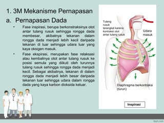 1. 3M Mekanisme Pernapasan
a. Pernapasan Dada                                   Tulang
                                                     rusuk
  •   Fase inspirasi, berupa berkonstraksinya otot   terangkat karena
      antar tulang rusuk sehingga rongga dada        kontraksi otot                   Udara
      membesar, akibatnya tekanan dalam              antar tulang rusuk               masuk
      rongga dada menjadi lebih kecil daripada
      tekanan di luar sehingga udara luar yang
      kaya oksigen masuk.
  •   Fase ekspirasi, merupakan fase relaksasi
      atau kembalinya otot antar tulang rusuk ke
      posisi semula yang diikuti oleh turunnya
      tulang rusuk sehingga rongga dada menjadi
      kecil. Sebagai akibatnya, tekanan di dalam
      rongga dada menjadi lebih besar daripada
      tekanan luar sehingga udara dalam rongga
      dada yang kaya karbon dioksida keluar.                    Diaphragma berkontraksi
                                                                (turun)



                                                                          Inspirasi
 