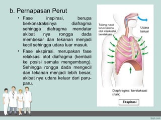 b. Pernapasan Perut
  • Fase        inspirasi,     berupa
    berkonstraksinya        diafragma    Tulang rusuk
                                                                        Udara
    sehingga diafragma mendatar          turun karena
                                         otot interkostal               keluar
    akibat     nya     rongga     dada   berelaksasi

    membesar dan tekanan menjadi
    kecil sehingga udara luar masuk.
  • Fase ekspirasi, merupakan fase
    relaksasi otot diafragma (kembali
    ke posisi semula mengembang).
    Sehingga rongga dada mengecil
    dan tekanan menjadi lebih besar,
    akibat nya udara keluar dari paru-
    paru.
                                                     Diaphragma berelaksasi
                                                     (naik)

                                                            Ekspirasi
 