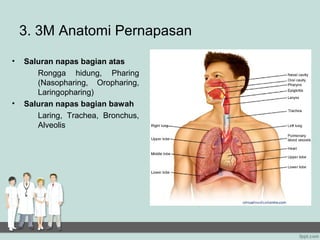 3. 3M Anatomi Pernapasan
•   Saluran napas bagian atas
       Rongga hidung, Pharing
       (Nasopharing, Oropharing,
       Laringopharing)
•   Saluran napas bagian bawah
       Laring, Trachea, Bronchus,
       Alveolis
 