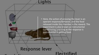 • Here, the action of pressing the lever is an
operant response/behavior, and the food
released inside the chamber is the reward. The
experiment is also known as Instrumental
Conditioning Learning as the response is
instrumental in getting food.
 