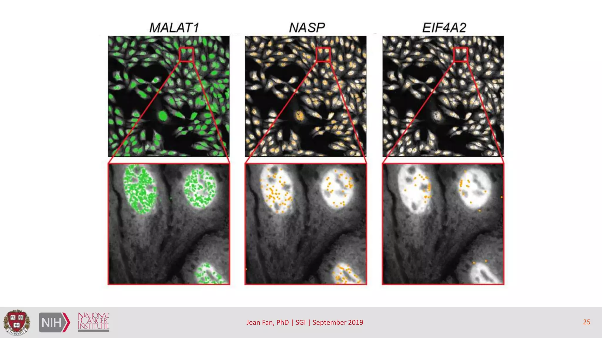 Spatial transcriptome profiling by MERFISH reveals sub-cellular RNA ...